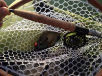 bluegill_1.jpg