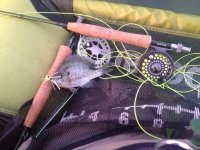 bluegill_2.jpg
