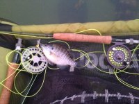 bluegill_3.jpg