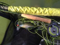 bluegill_4.jpg
