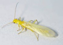 Yellow Sally1.jpg