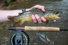 Beautiful Wild Brown Trout
