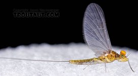 male baetis.jpg