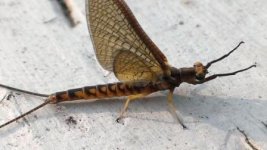 Copy of bugz.jpg