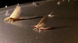 bugz (2).jpg
