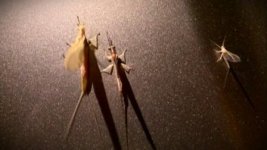 bugz (3).jpg