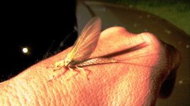 bugz (4).jpg