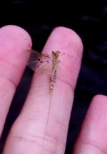 Bug in question.jpg
