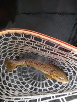 North Branch1.jpg