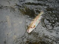 North Branch3.jpg