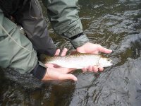 North Branch5.jpg