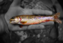 Brookie Dream - Linn Creek.jpg