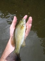 millcreeksmallmouth.jpg