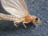DSCF4290 (400x300).jpg