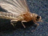 DSCF4292 (400x300).jpg