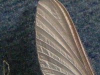 DSCF4293 (400x300).jpg