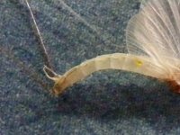 DSCF4299 (400x300).jpg