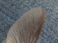 DSCF4301 (400x300).jpg