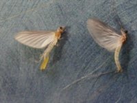 DSCF4302 (400x300).jpg