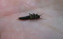 nymph 1.JPG