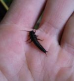 nymph 2.JPG