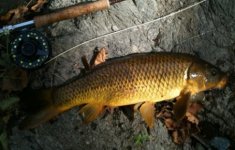 Tully Carp 17-2.jpg