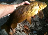 Tully Carp 17-1.jpg