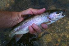 Penns Rainbow.jpg