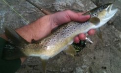 Tully winter brown1.jpg
