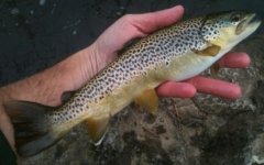 Tully winter brown 2.jpg