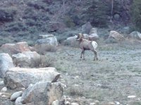 Big Horn.JPG