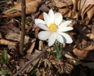 Bloodroot.JPG