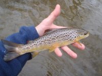 Wild Brown.jpg