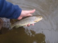 Stocked Brown.jpg