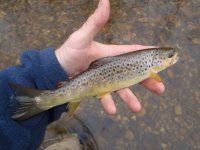 wildbrown2.jpg