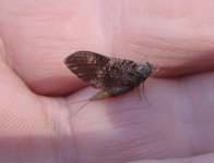 Baetisca laurentina_150426.jpg