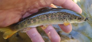 fingerling_2_150426.jpg