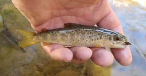 fingerling150426.jpg