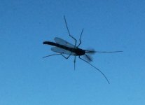 Midge.JPG