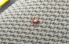 Lone Star Tick 1.JPG