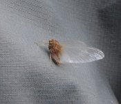 New_Bug.JPG