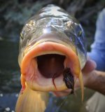 carp-fishing.jpg