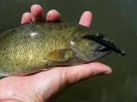 Smallie.jpg