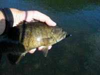 Smallmouth.jpg