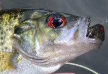 Red Eye.JPG