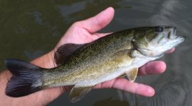 Conestoga Smallie 2.JPG