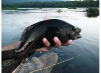 Black Bass.jpg