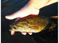 Sunset Smallie.jpg