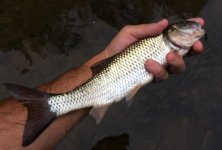 Penns Creek Fallfish.JPG