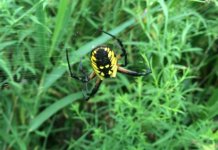 Orb Weaver 1.JPG